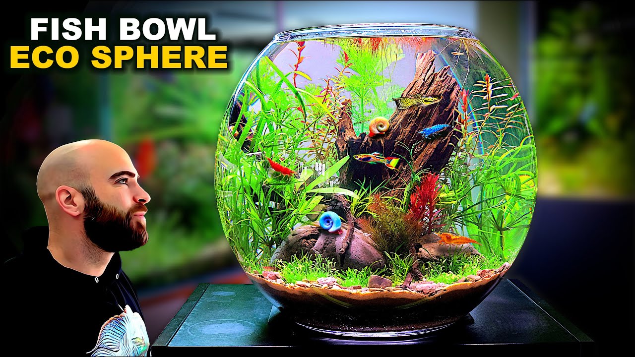 Eco Sphere Fish Bowl: AMAZING NO WATER CHANGE & No Filter Aquarium (AQUASCAPE TUTORIAL)