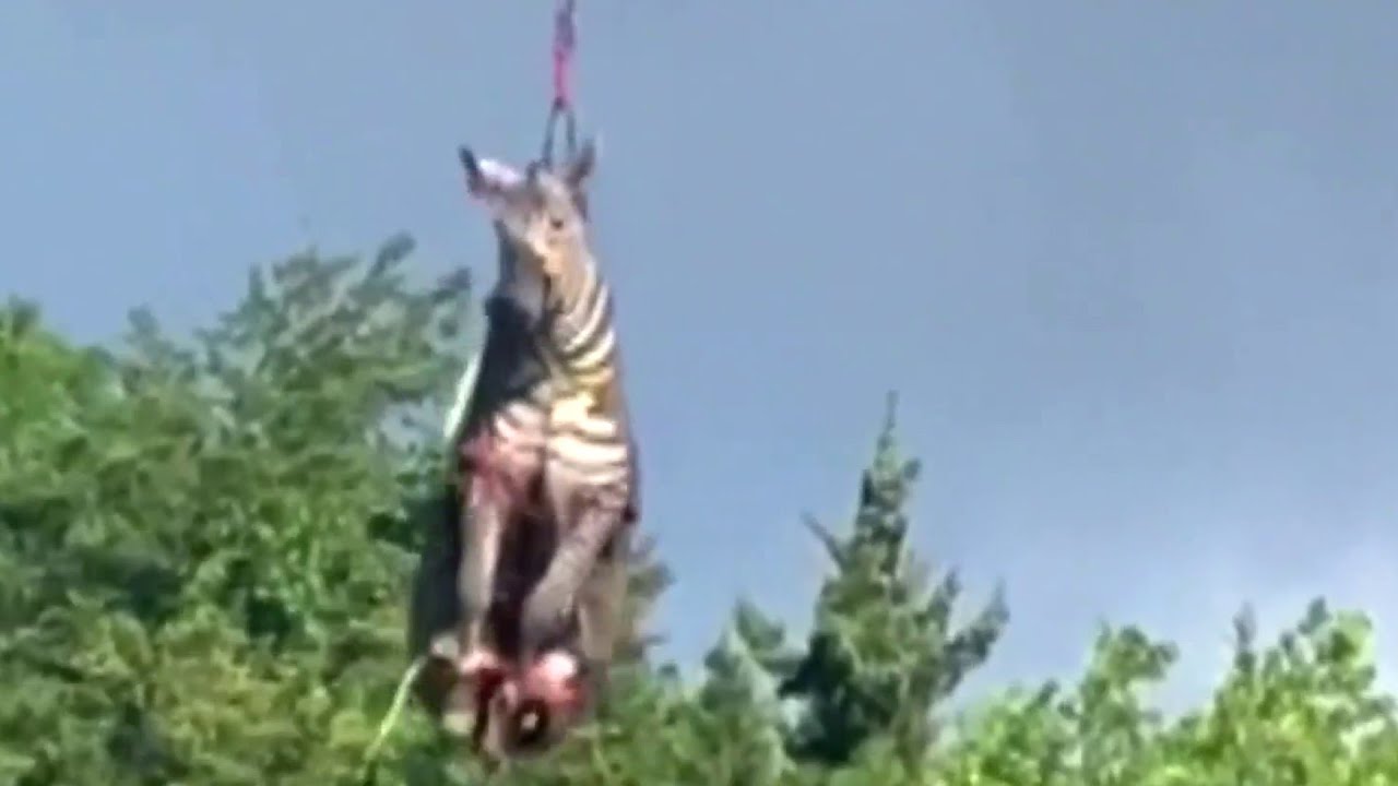 Ed The Zebra Captured After Viral Escape