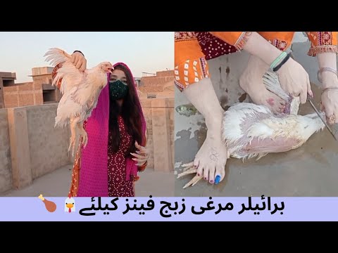 Educational Purpose Chicken slaughtered by girl
