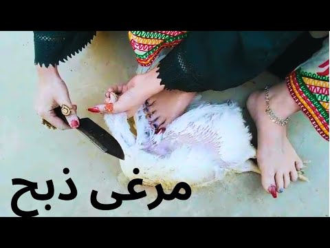 Educational Purpose vlog Girl slaughtered Hen