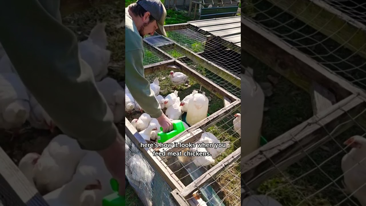 EGG LAYER CHICKENS V.S. MEAT BIRD CHICKENS