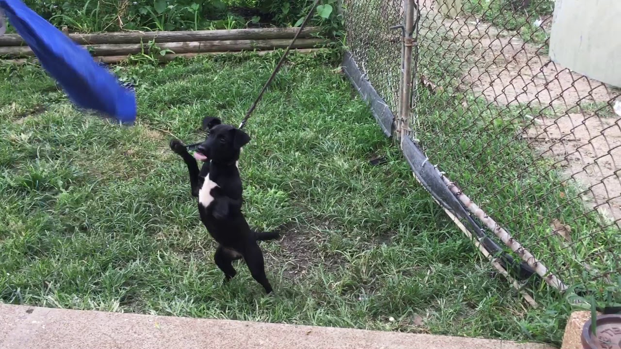 EGP Pretty Girl Sasha at 4 Months Bite Tug