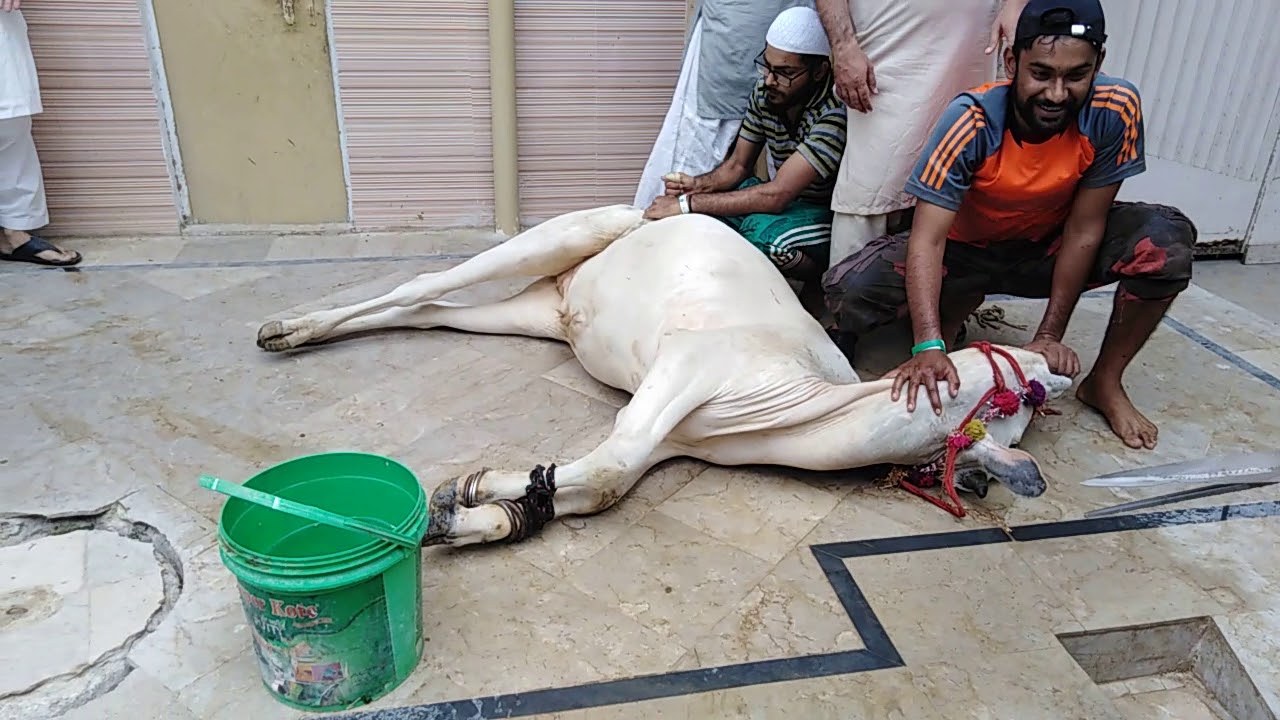 Eid ul Azha 2018 qurbani 01...