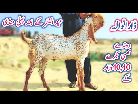 Eid ul Fitr ke Bad Pahli Mandi Dara wala Mandi Latest Update 40000 ke Donde khasi Bakre Mujtaba Goat
