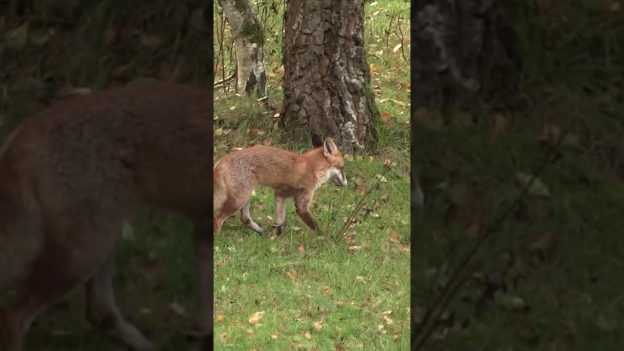 Ein verletzter Fuchs im Revier Vossmoor Natur Vlog #Shorts