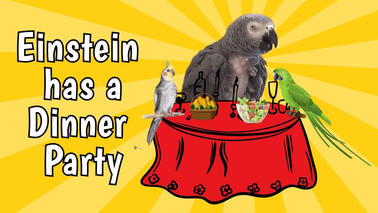 Einstein the Talking Parrot Has a Dinner Party—With Salad, Corn & Sass!