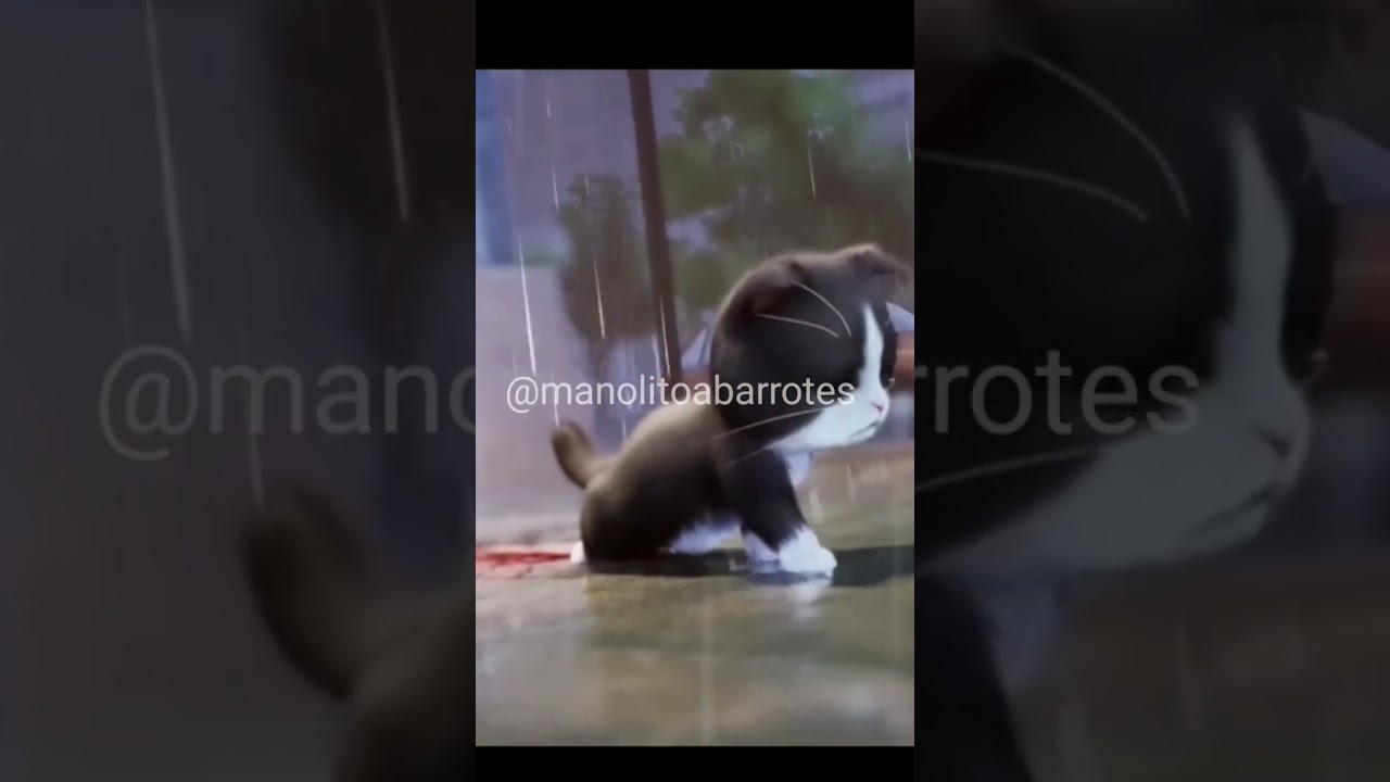El Gato la PEOR SUERTE 😡😡 #shortvideo #memes #shitposting #a #parodia #humor #trend#viral