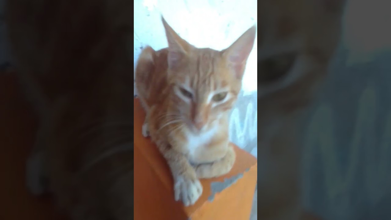 el gato tom