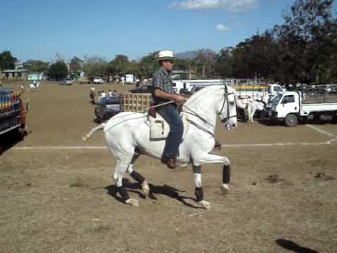 El sabanero propiedad de Luis Ortega. Caballo de Nicaragua
