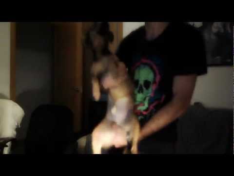 El Terror te va (STYLE) : iTownGamePlay