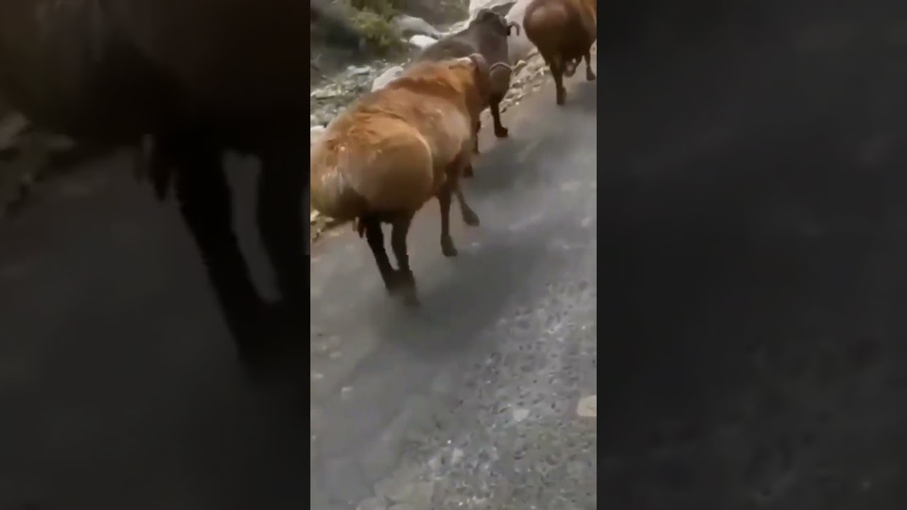 Ela gosta de jogar a bunda 😂