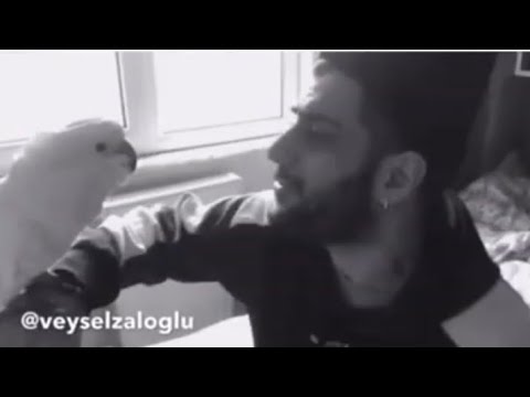Ela-ateist papan cover amerikan dublaj