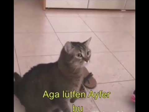 Eğlenceli kediler Türkçe Altyazılı #şirinkediler