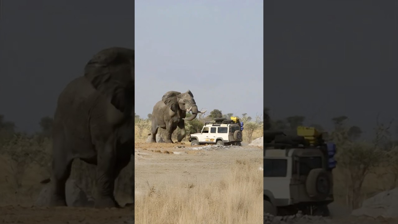 Elephant charges safari truck! Pure adrenaline! 🐘💨 #WildEncounter