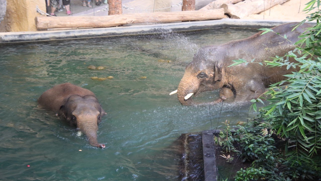 Elephant Feeding Underwater View & View Above : Zoo Lodz Orientarium 2024