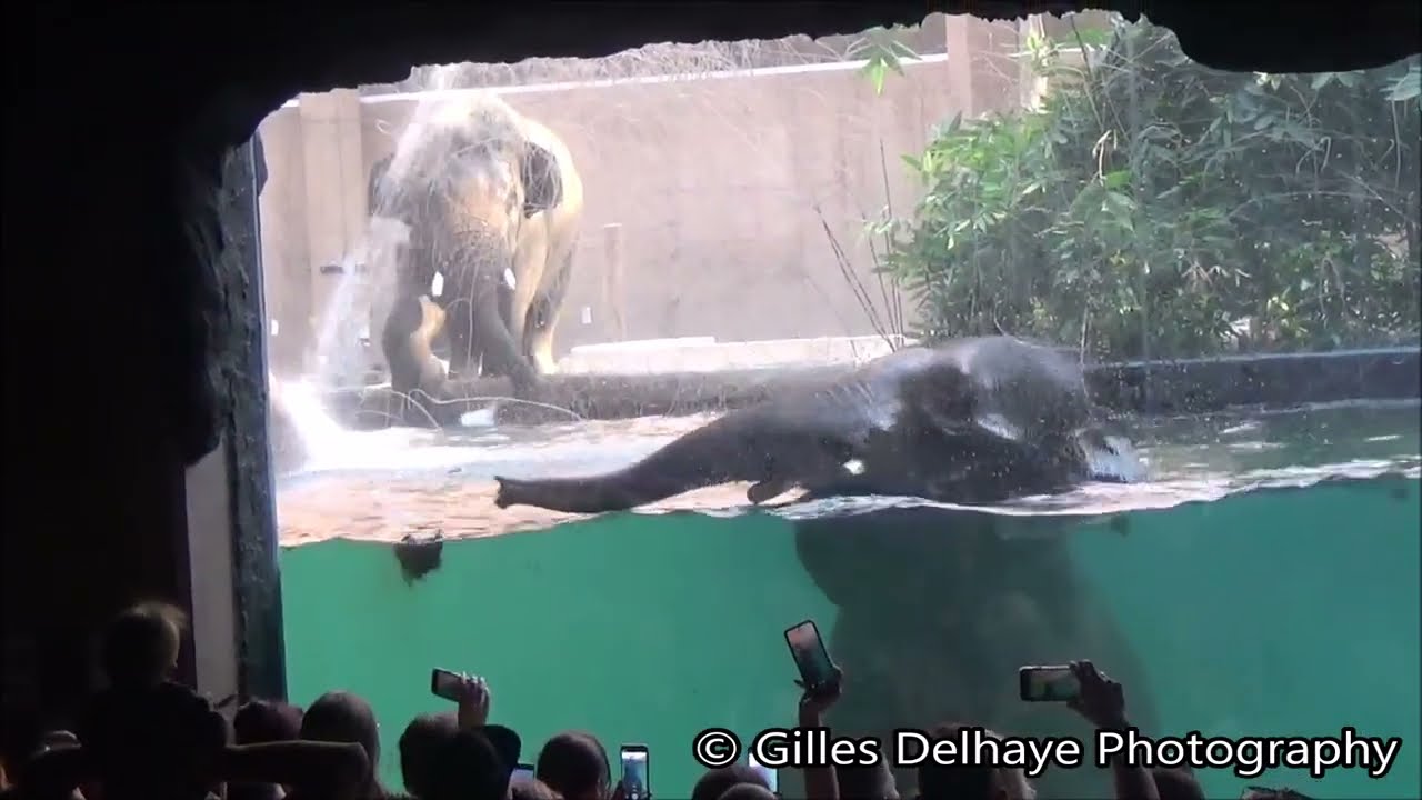 Elephant Feeding Underwater Window : Zoo Lodz Orientarium 2024