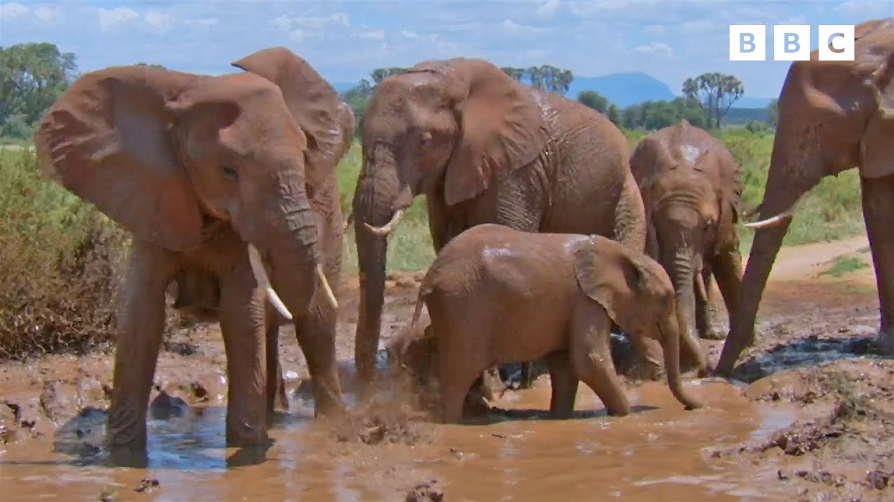 Elephant Mud Bath! 🐘 | Andy's Baby Animals | Andy's Amazing Adventures
