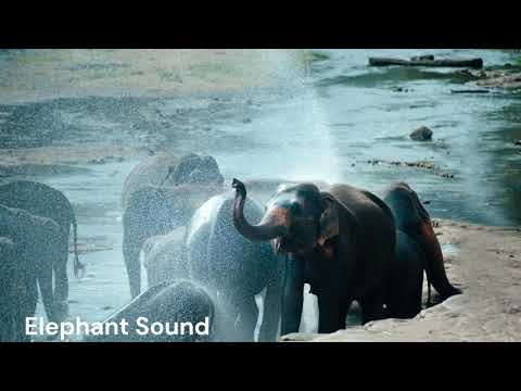 Elephant Sound 2 HD - Free sound FX!