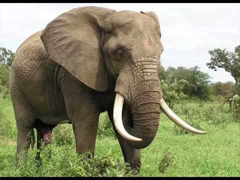 Elephant Sound Effects 360p