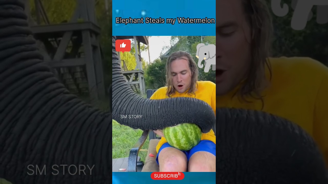 Elephant Steals my Watermelon 🐘😱 #shorts