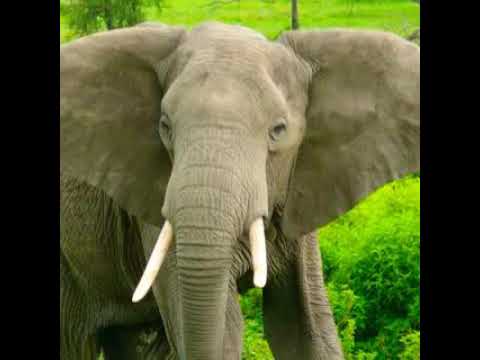 Elephant Trumpet 3 🐘 🔊