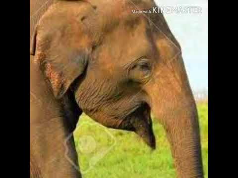 Elephant Trumpet 3 🐘 🔊