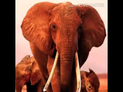 Elephant Trumpet 3 🐘 🔊