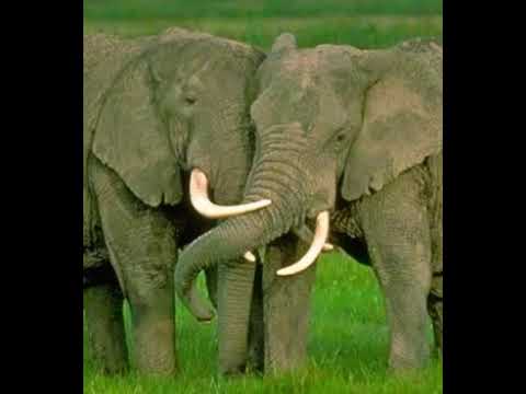 Elephant Trumpet 3 🐘 🔊