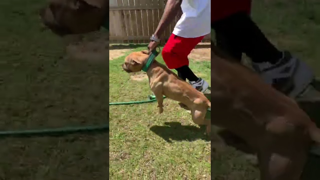 Eli o Eli apbt
