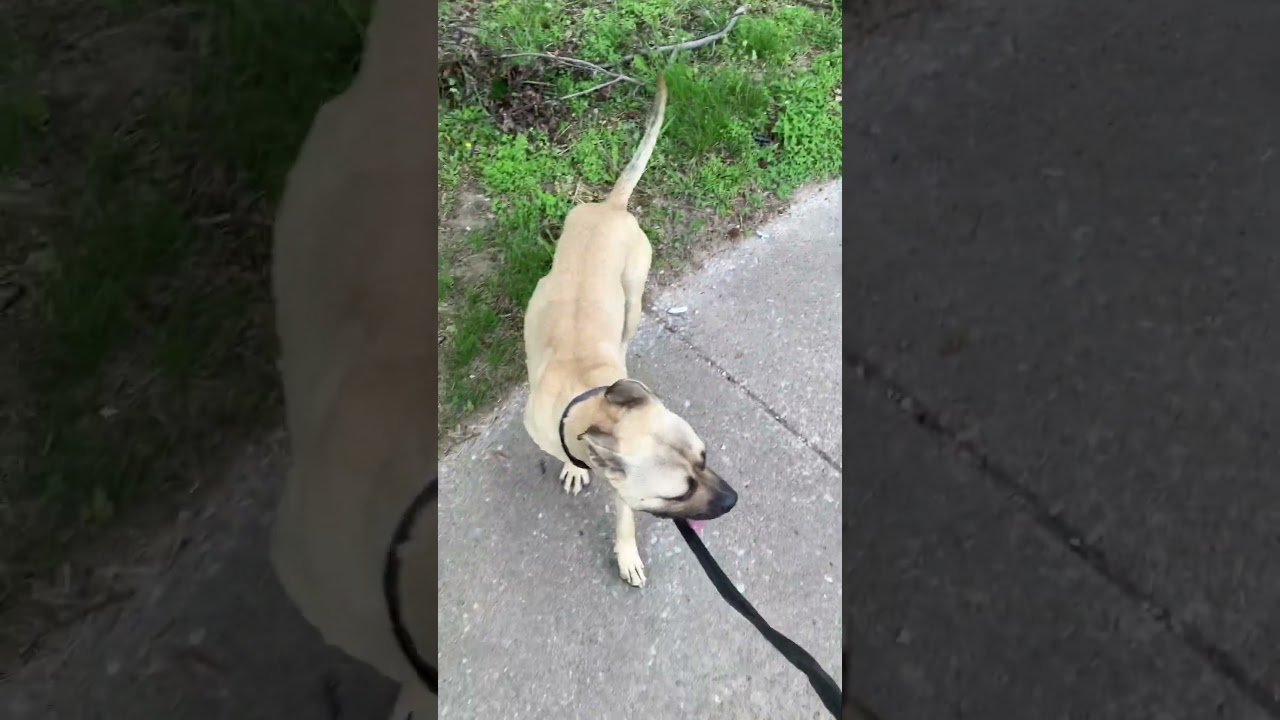 Eli (Pitbull ) Vs Bully Puppy (2)🫣🫵👀🦴✅💯#sandypitts #dogzongo  #nyc #uk #pitbull #bullybreed