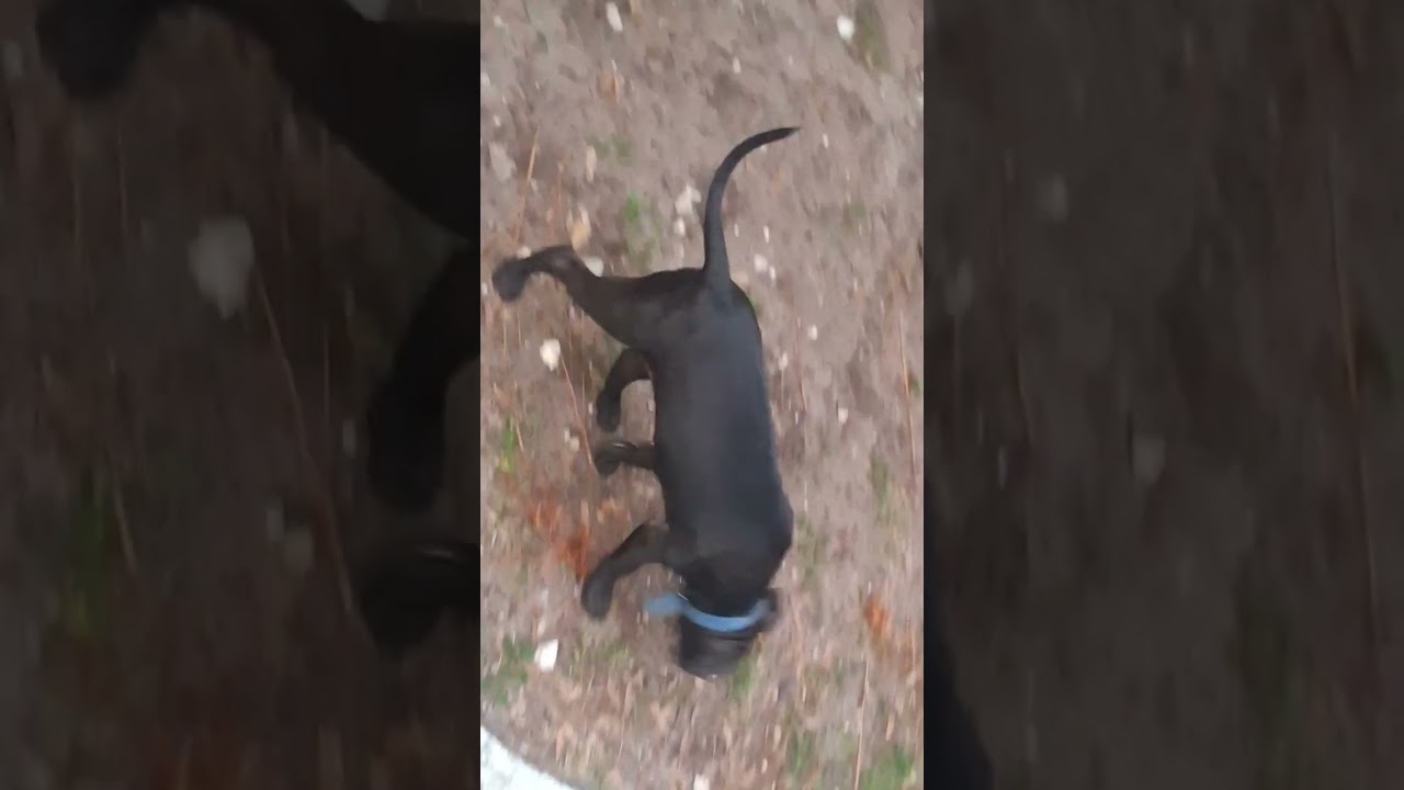 Eliblood Kennels presents....