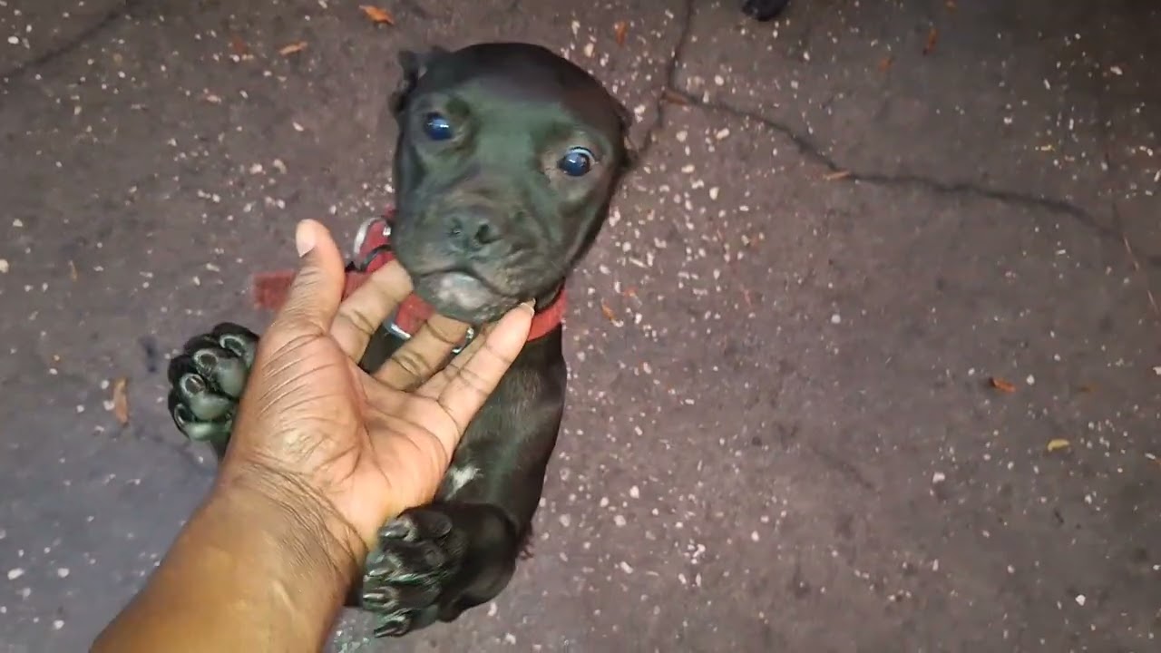 Eliblood Kennels presents.....Eli/ Bolio happiness! 12/29/2024 💯🔥🙏