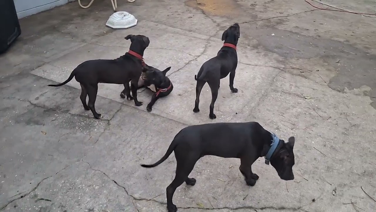 Eliblood Kennels presents.....New Year! & Still in Love with the A.P.B.T ❤️❤️❤️