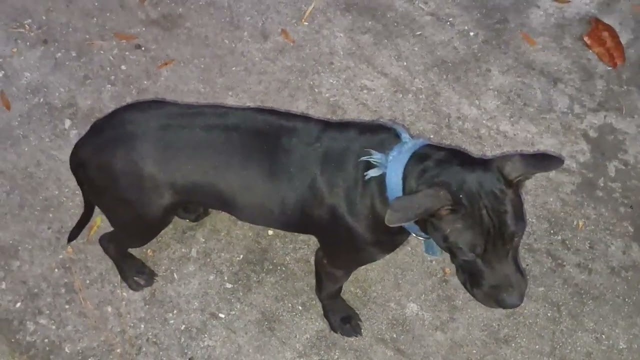 Eliblood Kennels....Beautiful Bulldogs! 12/16/24