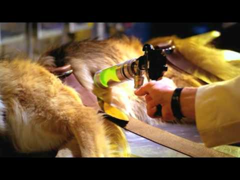 EMYLIA - Max le Geant