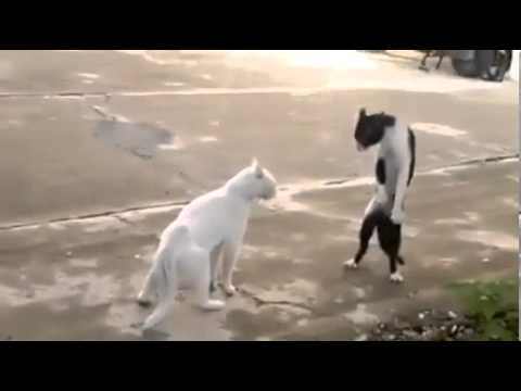 En komik kedi kavgası