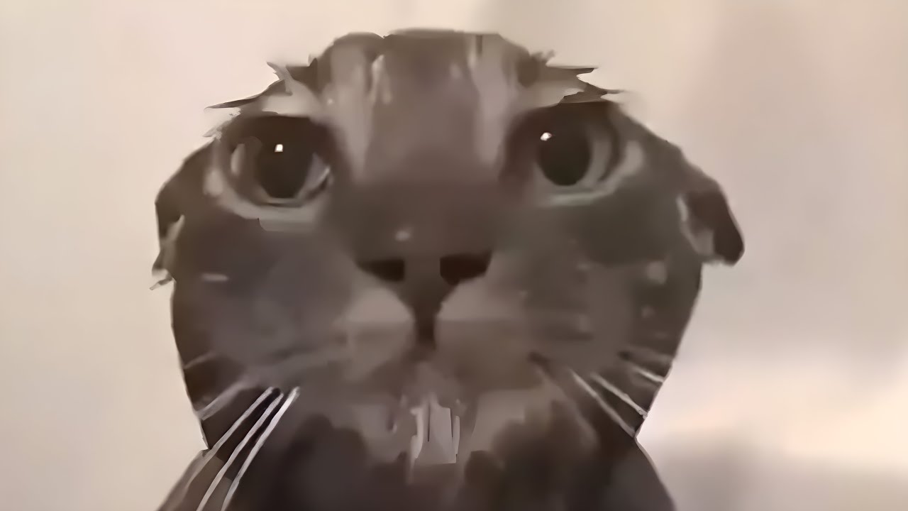 En İyi 5 Kedi