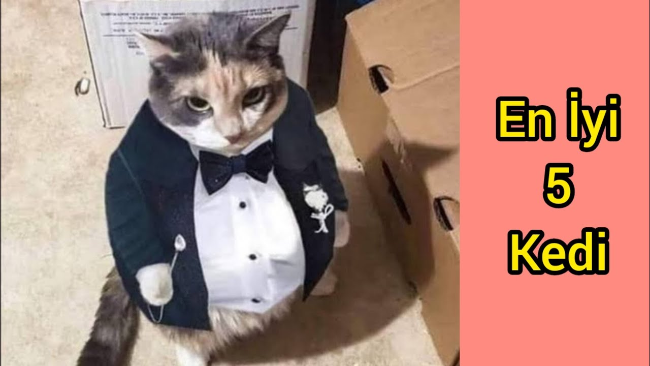 En İyi 5 Kedi (milyonuncu Part)