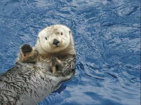 endangerd animals