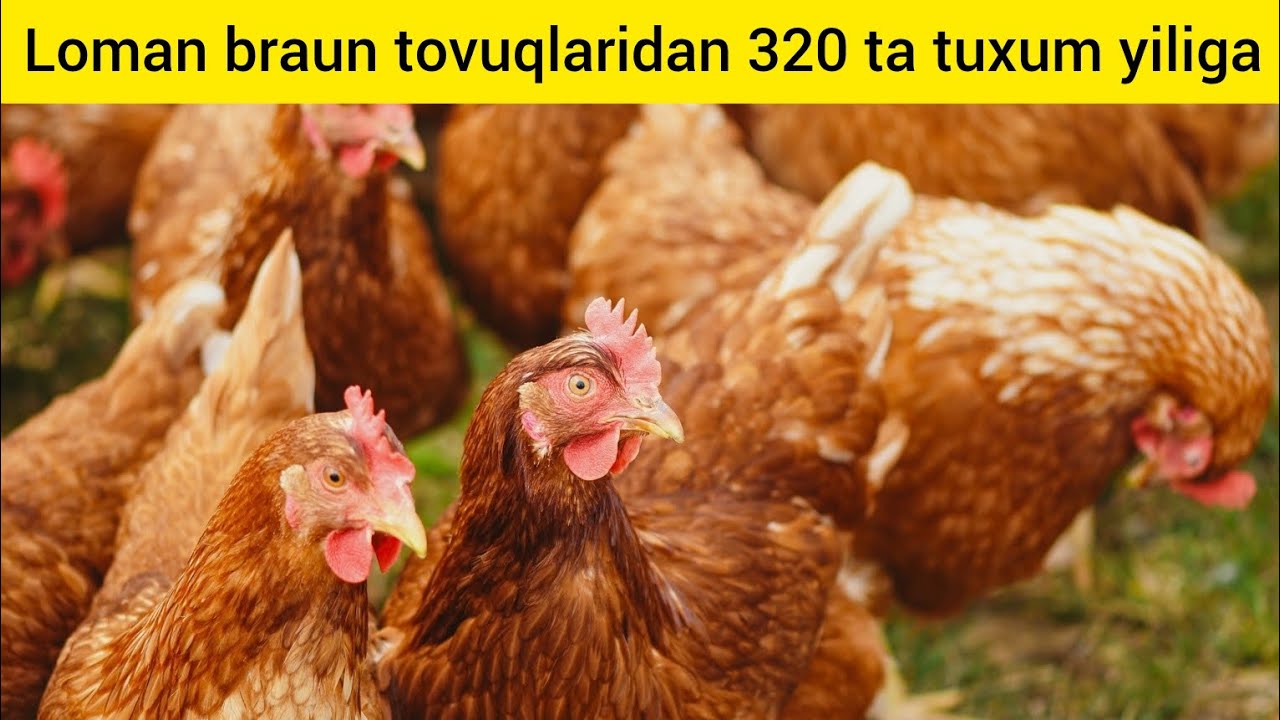 ENG SER TUXUM TOVUQ ZOTI XAQIDA BILASIZMI? YILIGA 300-320 TA TUXUM