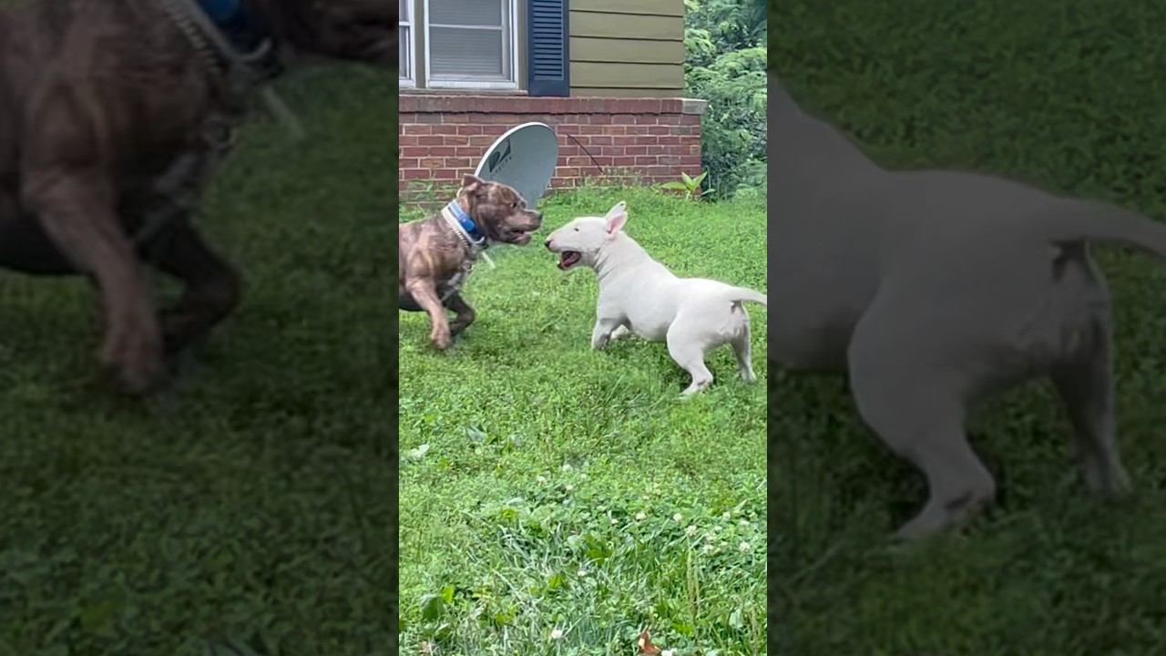 English Bull Terrier & American Pitbull Terrier #AKC #BullTerrier #APBT #EBT #AmericanPitbullTerrier