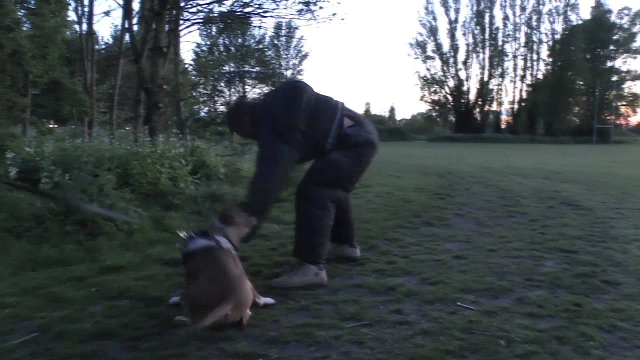 English Bull terrier 12 months old suit bite work