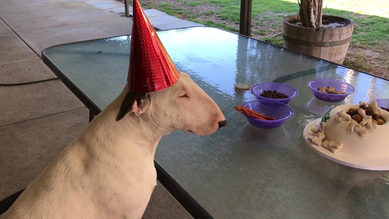 English Bull Terrier Birthday