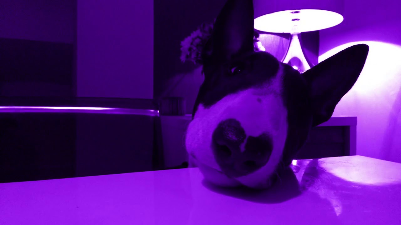 English bull terrier kills chocolate