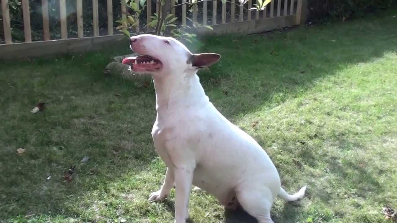 English Bull Terrier Mimi and the stick