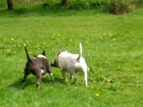 ENGLISH BULL TERRIER playing with a stick