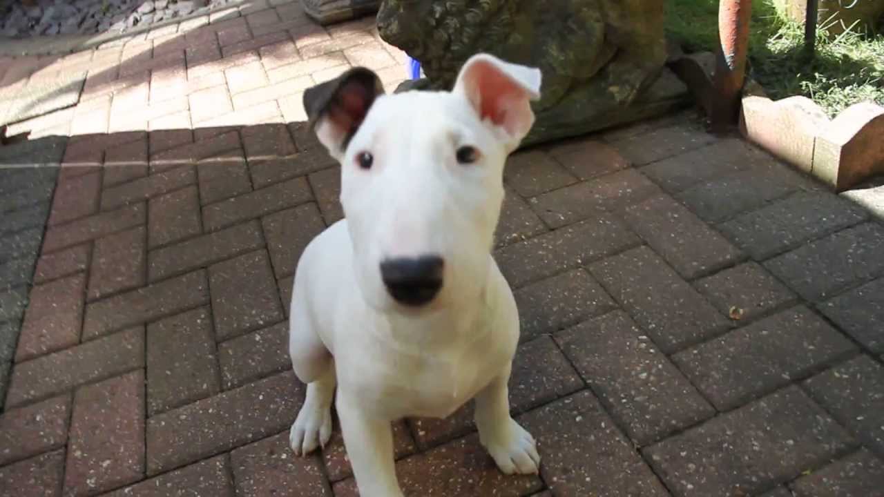 English Bull Terrier Puppy 12Weeks Old