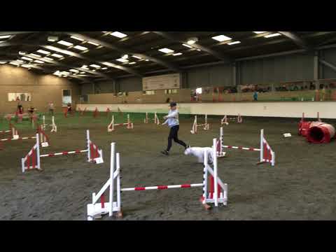 English bull terrier wins agility competition 😊