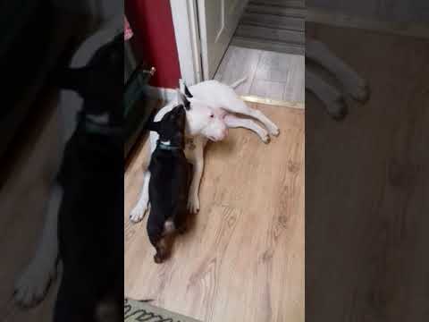 English bull terrier(6)