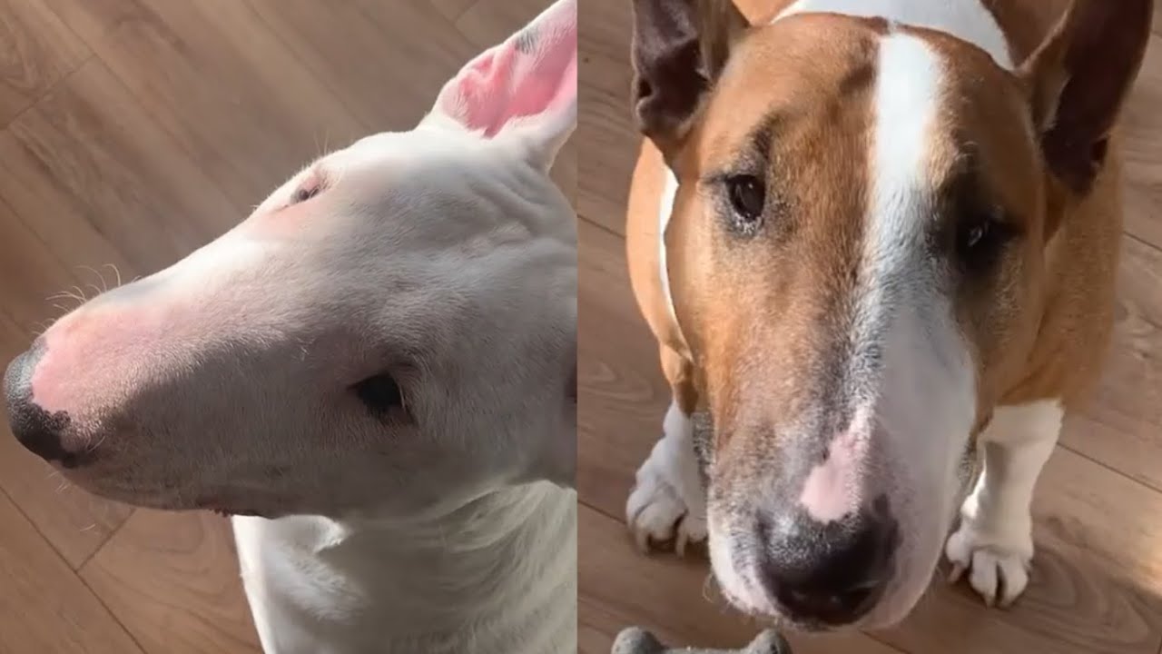 ENGLISH BULL TERRIERS EP.21| CUTE MOMENTS